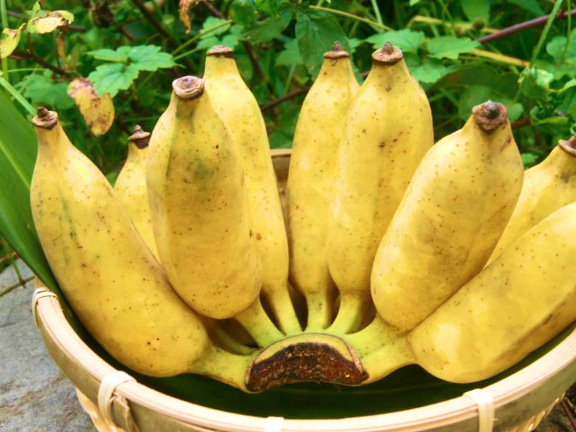 沖縄県産　農薬不使用　国産アップルバナナ　マルエスファーム