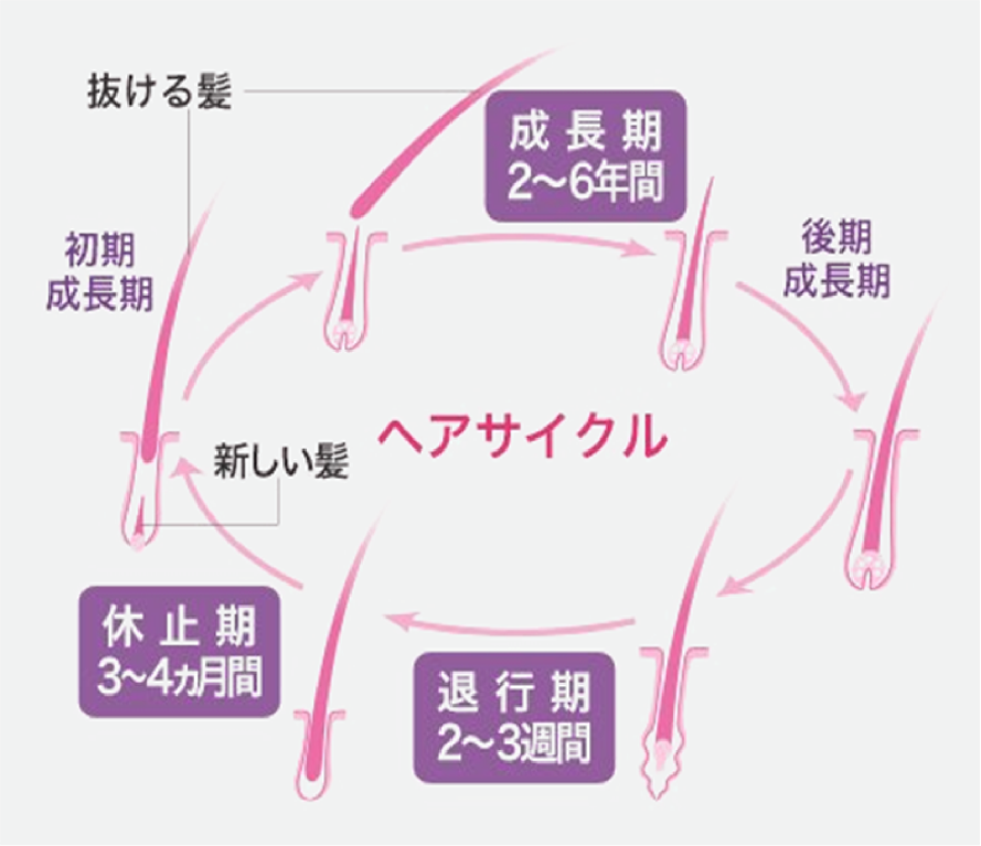ヘアサイクルの説明図