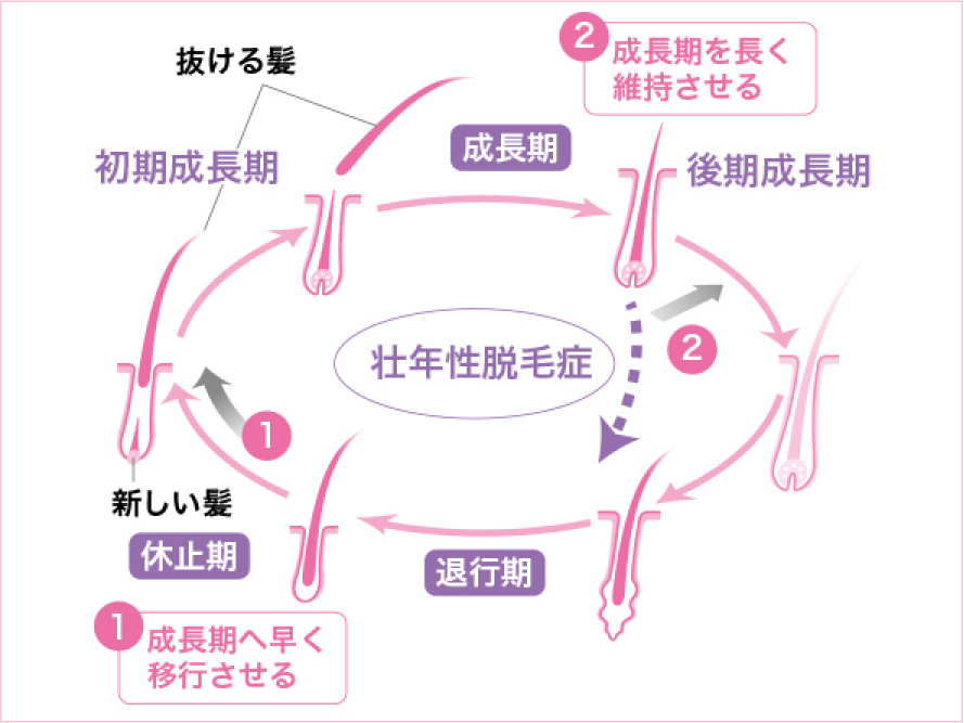 ミノキシジルの作用・効果説明図
