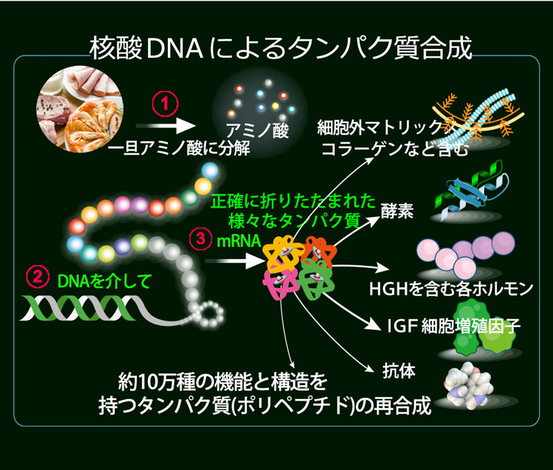 dna核酸によるタンパク質合成