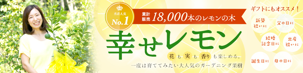 16896円 激安本物 本霧島 ホンキリシマツツジ 樹高