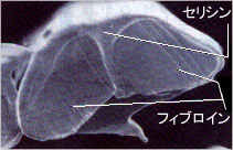 絹糸断面図（電子顕微鏡撮影）