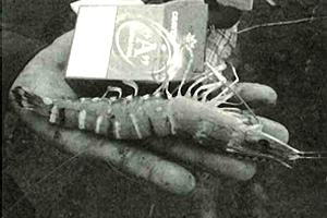 ベトナムで養殖されているエビ