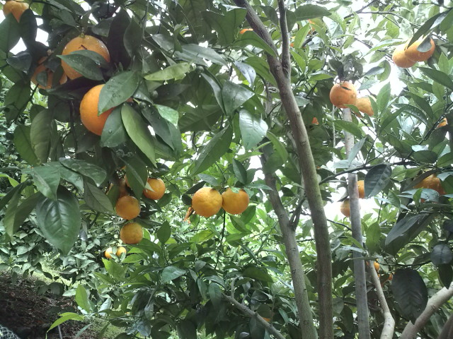 バレンシアオレンジ
