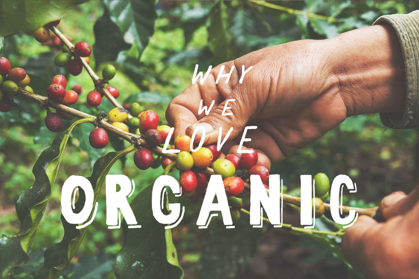 organiccoffeebeans