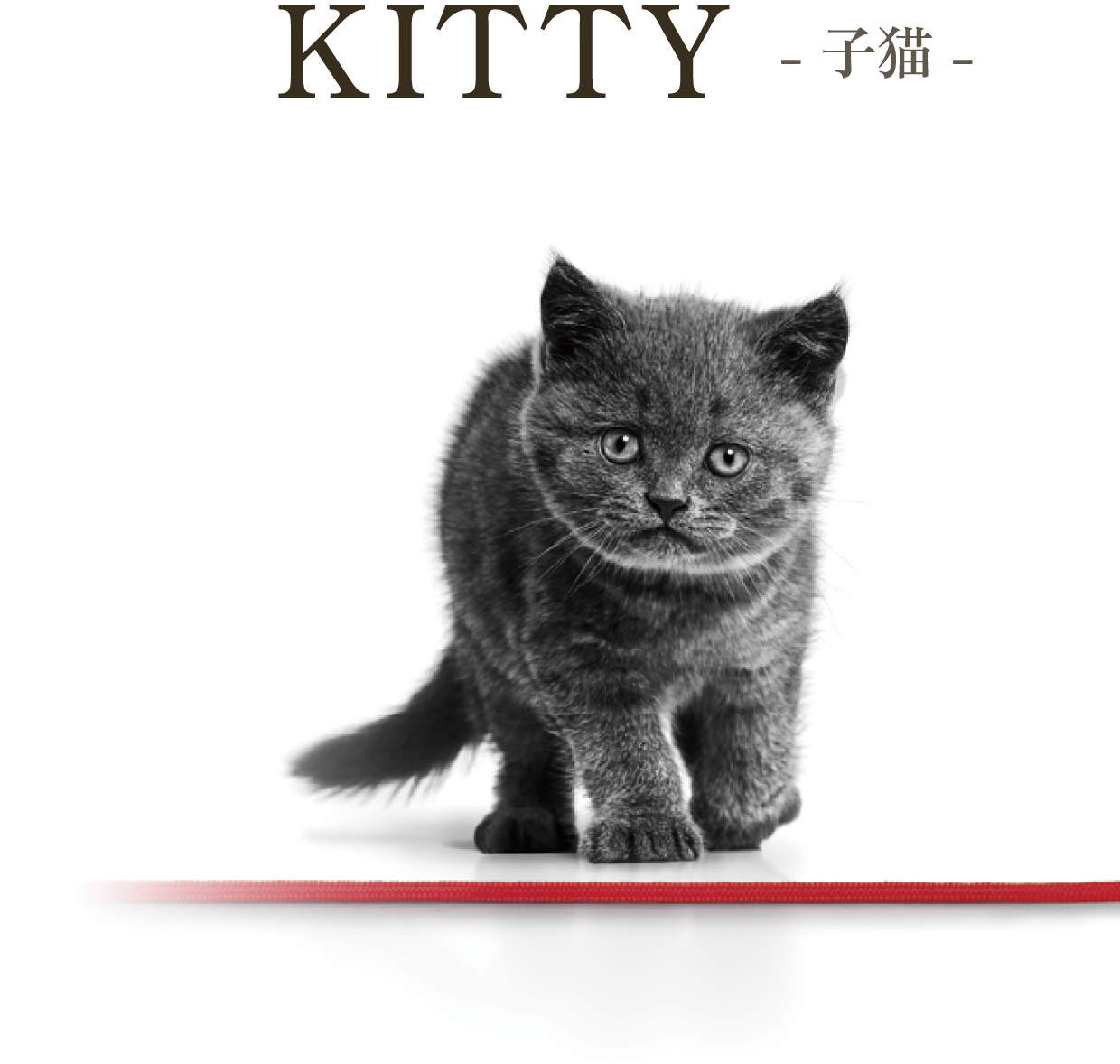 KITTY -ǭ-