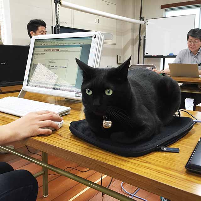 会議中の黒猫チョビ-副店長