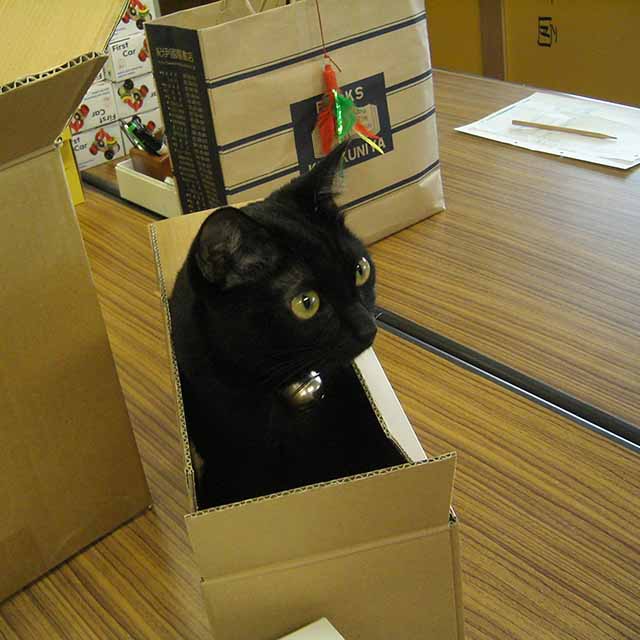 黒猫チョビ-副店長