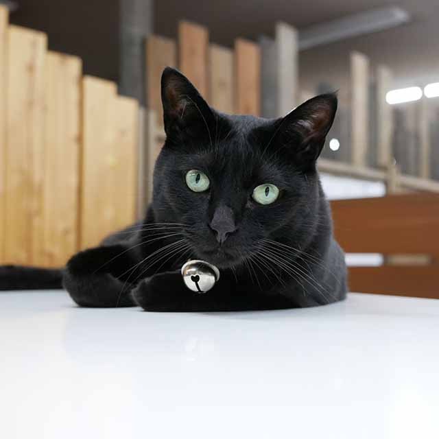 黒猫チョビ-副店長