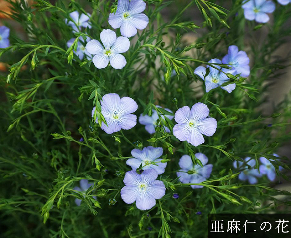 亜麻仁の花